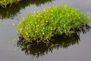 cotula coronopifolia brass buttons marginal pond plants mp028