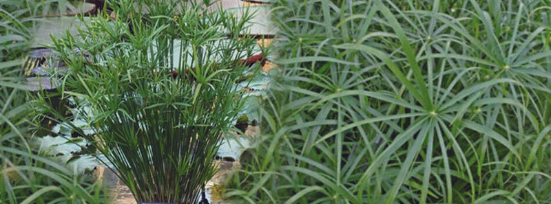 cyperus alternifolius involucratus umbrella palm marginal pond plants mp029