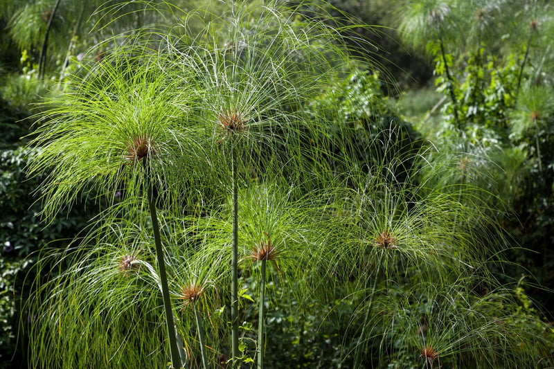 cyperus papyrus egyptian paper rush marginal pond plants bp030