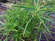 cyperus alternifolius involucratus umbrella palm marginal pond plants mp029