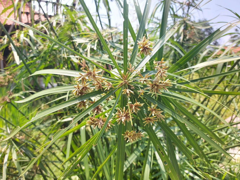 cyperus alternifolius involucratus umbrella palm marginal pond plants mp029