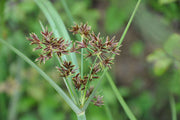 cyperus longus sweet galingale marginal pond plants mp031