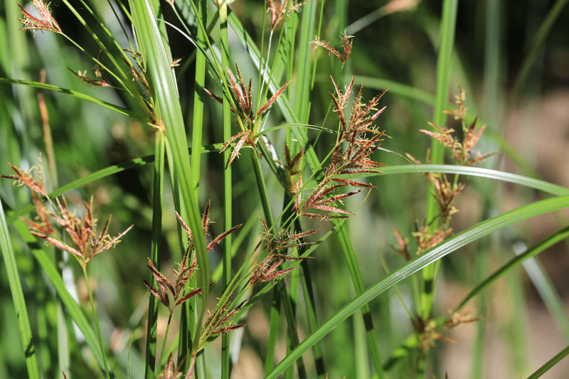 cyperus longus sweet galingale marginal pond plants mp031
