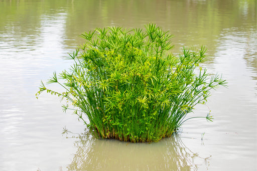 cyperus alternifolius gracillis marginal pond plants mp030