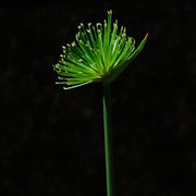 cyperus haspan viviparus marginal pond plants pond plants water plants mbp031a