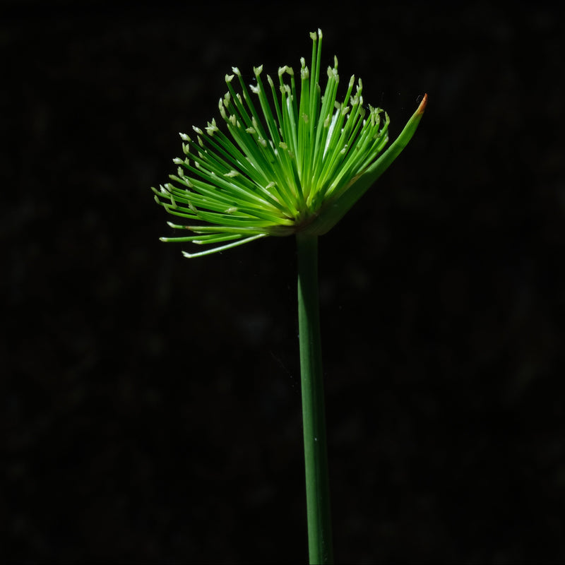 cyperus haspan viviparus marginal pond plants pond plants water plants mbp031a