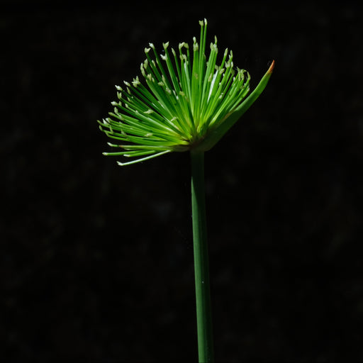 cyperus haspan viviparus marginal pond plants pond plants water plants mbp031a