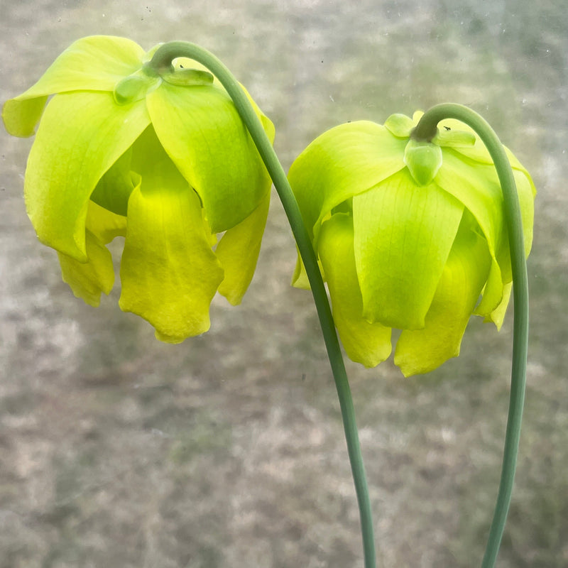 Sarracenia × moorei 'Welsh Dragon'