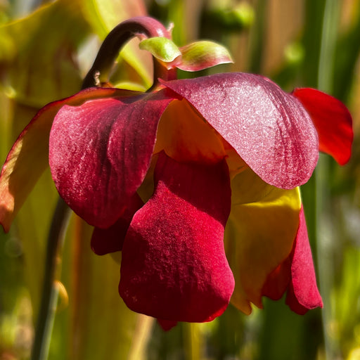 Sarracenia × moorei 'Joanna' X × exornata 'Peaches and Cream'