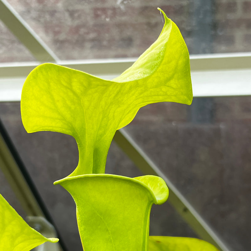 Sarracenia flava var. maxima - Very Very Tall Form