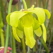 Sarracenia × moorei 'Joker'