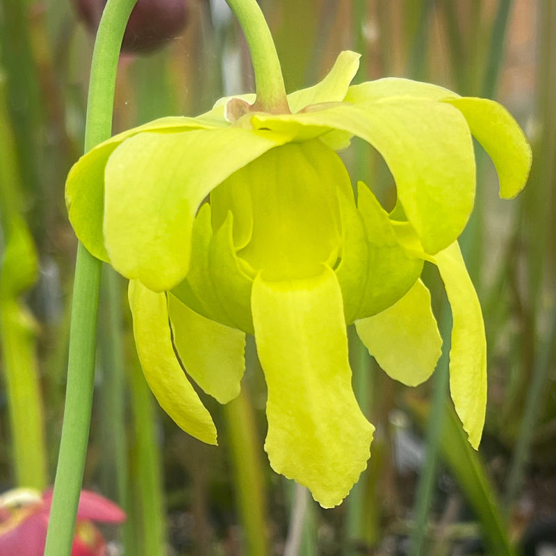 Sarracenia × moorei 'Joker'