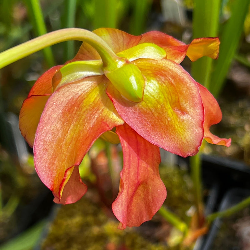 Sarracenia 'Wizard's Sleeve'