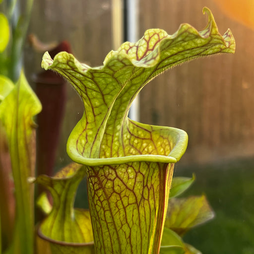 Sarracenia 'Leelous'