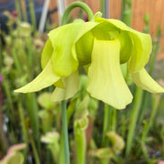 Sarracenia Doreens Colossus