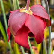 Sarracenia leucophylla var. alba - Christian Klein