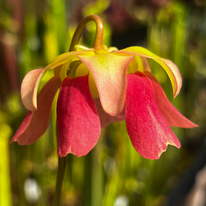 Sarracenia × formosa MK-H49E