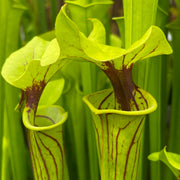 Sarracenia flava var. ornata 'Outlaw' (Bay County, Florida)