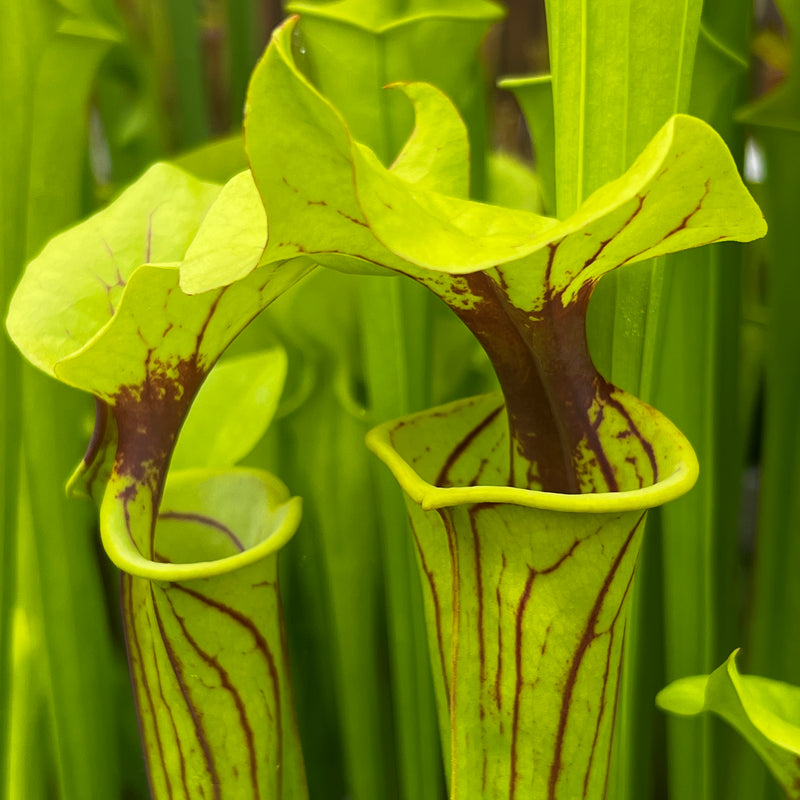 Sarracenia flava var. ornata 'Outlaw' (Bay County, Florida)