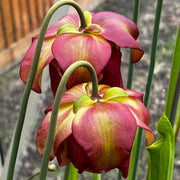 Sarracenia × moorei 'Monster'