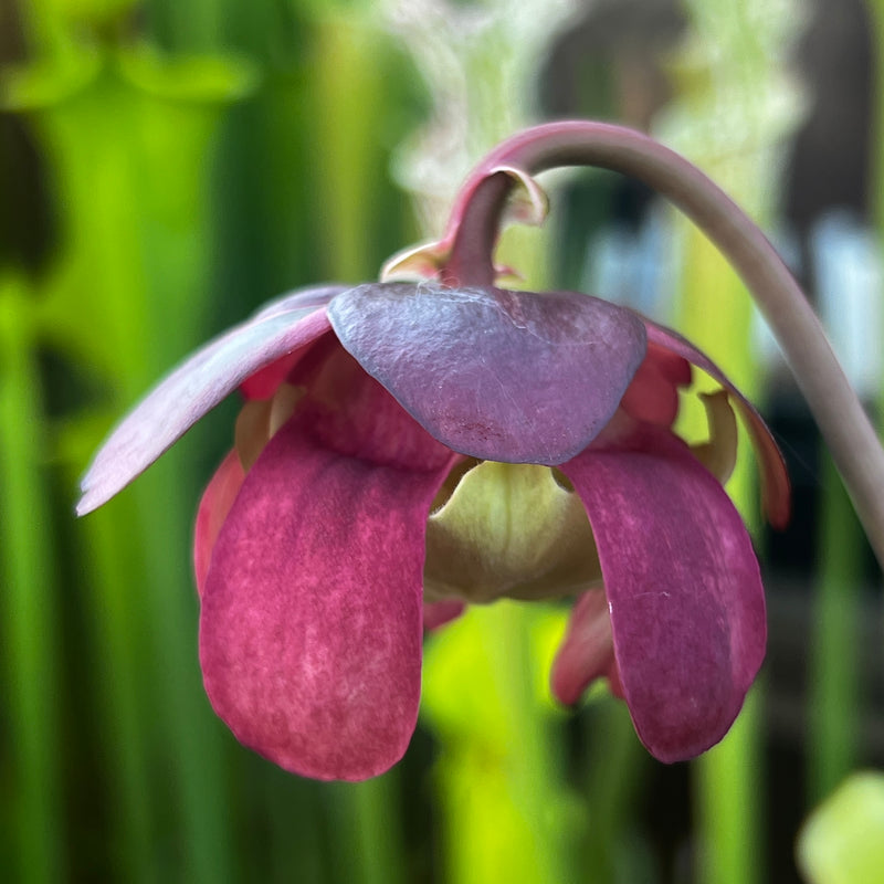 Sarracenia purpurea subsp. venosa 'Gigantea'