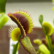 Dionaea muscipula 'Red Piranha'