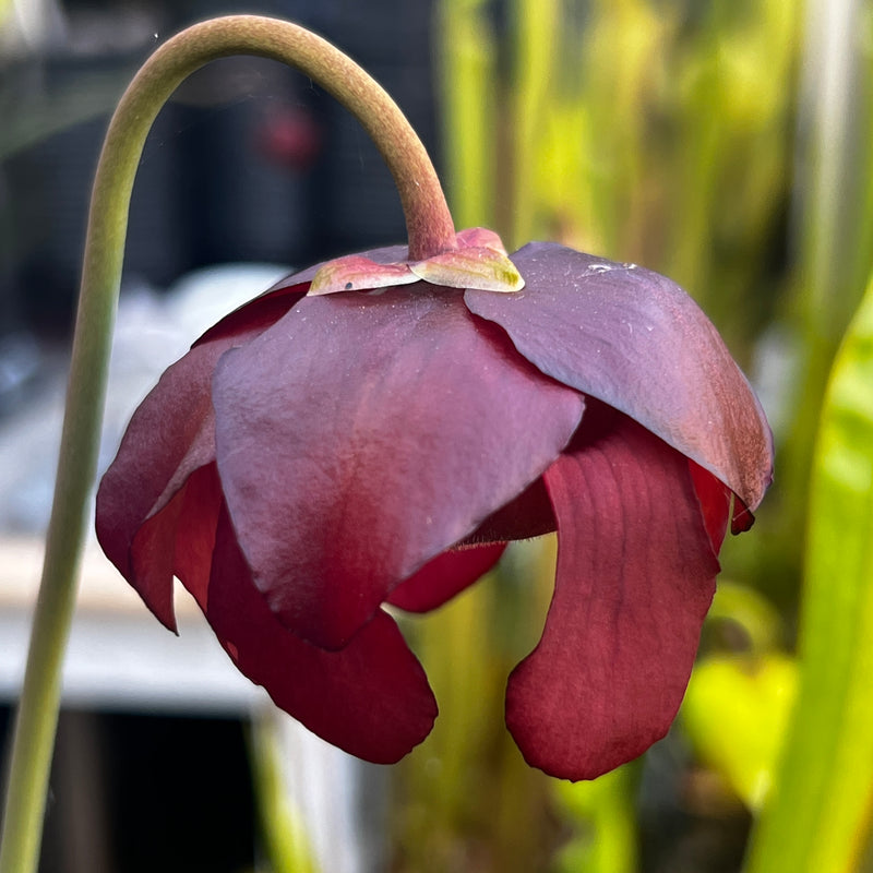 Sarracenia 'Ruffled Sparkler'