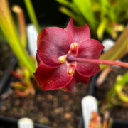 Sarracenia rubra subsp. alabamensis (ICPS Location Code AL003, Alabama) MK-RA5