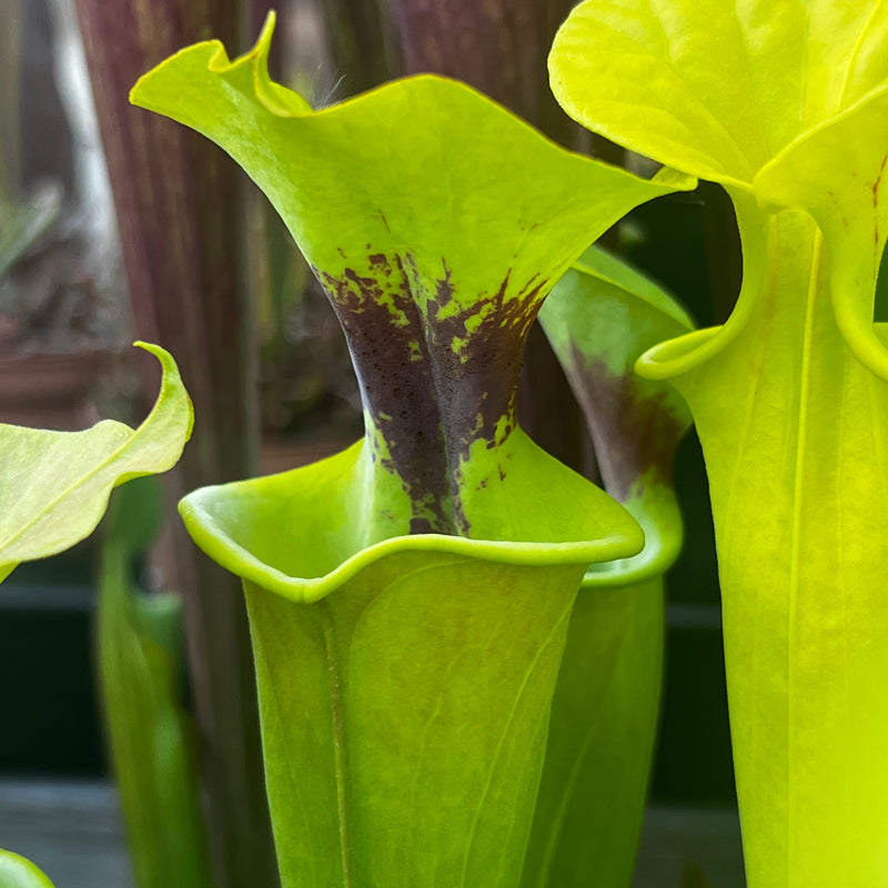 Sarracenia flava var. rugelii (Milton County, Florida) MK-F53