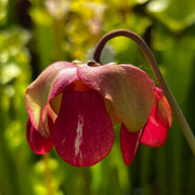 Sarracenia × ahlesii MS-SH001