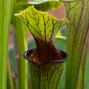 Sarracenia 'Liquorice Lips'