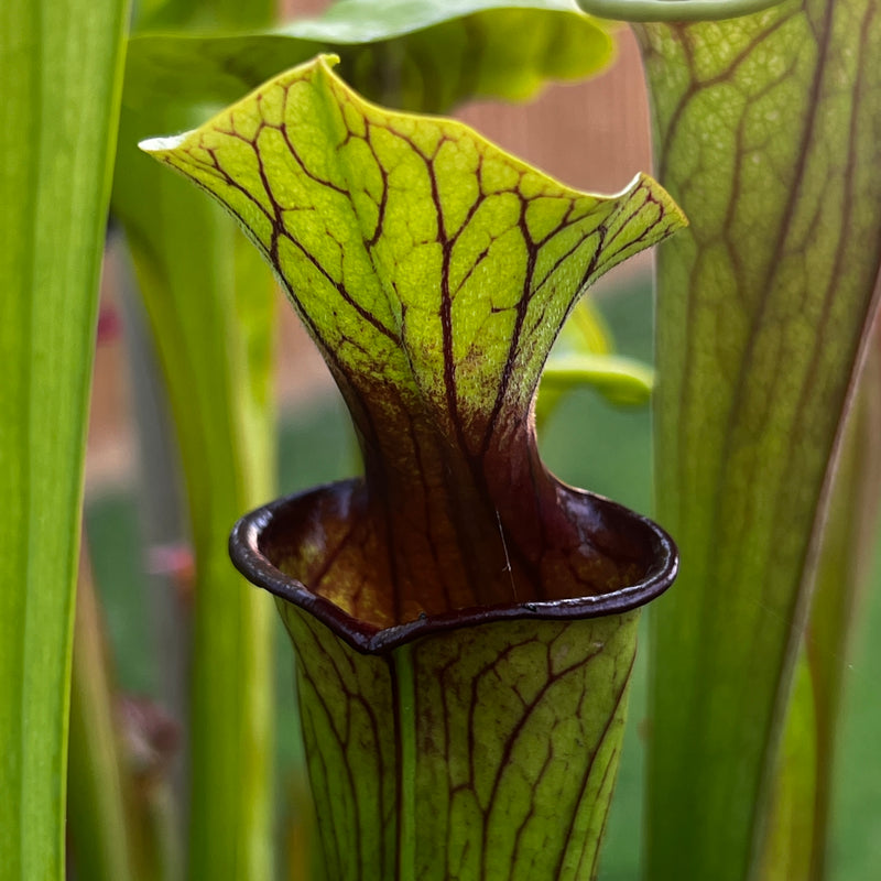 Sarracenia 'Liquorice Lips'