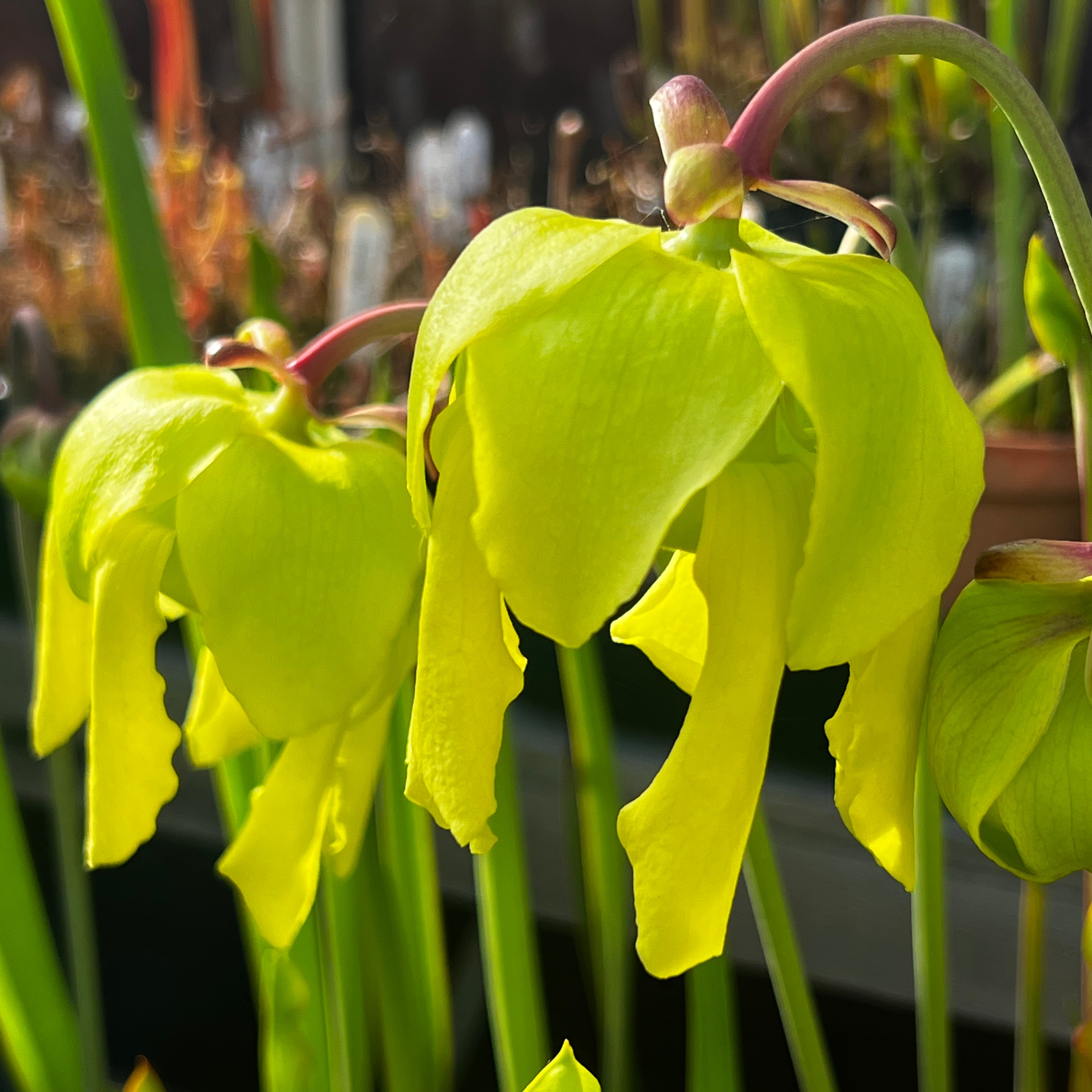 Sarracenia flava rubricorpora F25 (Apalachicola, FL) | Pitcher