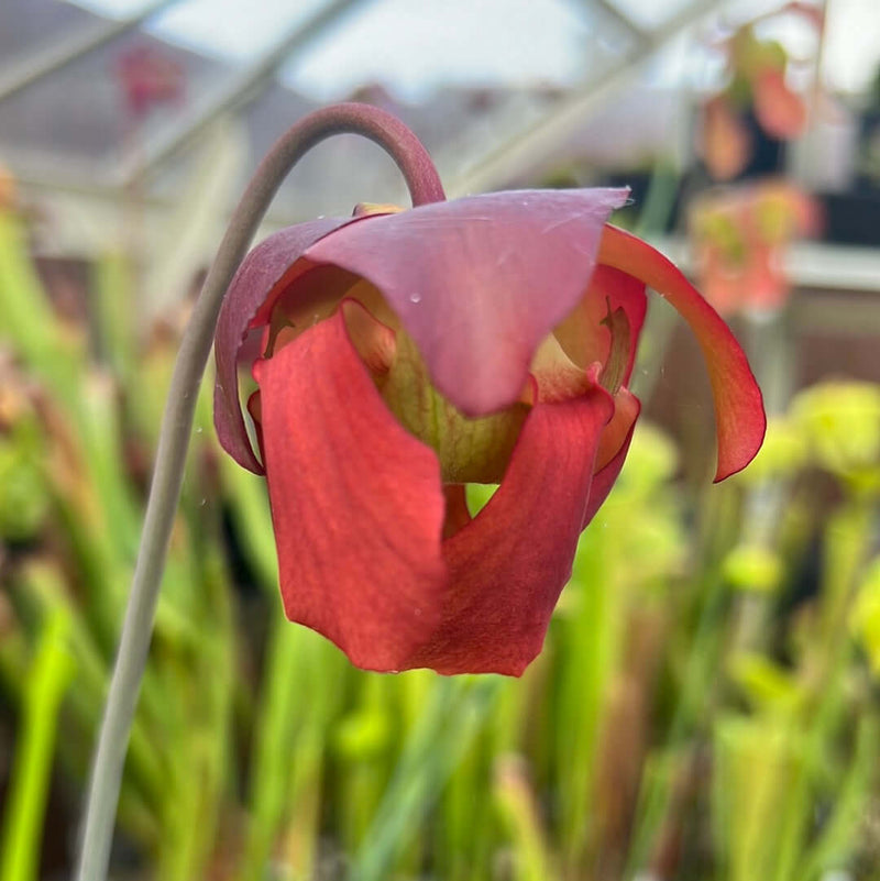 Sarracenia leucophylla Red Stripe in Throat MK-L112