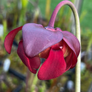 Sarracenia 'Ritchie Bell'