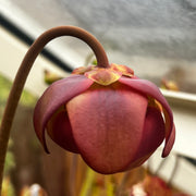 Sarracenia × catesbaei - ex Slack IP-X08