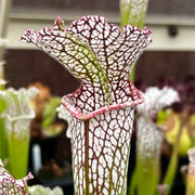 Sarracenia leucophylla var. leucophylla (Gas Station Site, Perdido, Alabama)