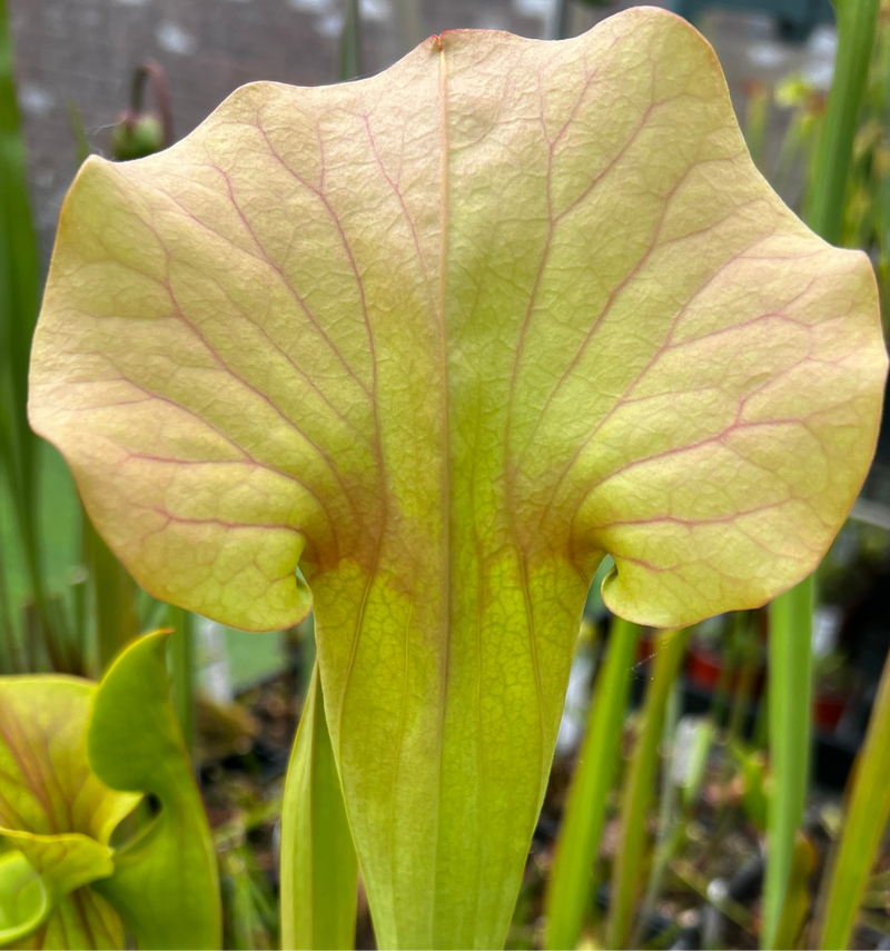 Sarracenia × catesbaei 'Golden Eagle'