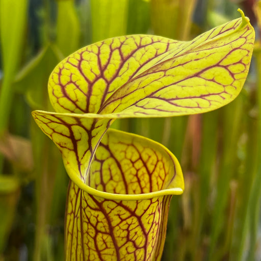 Sarracenia 'Hugh Jampton'