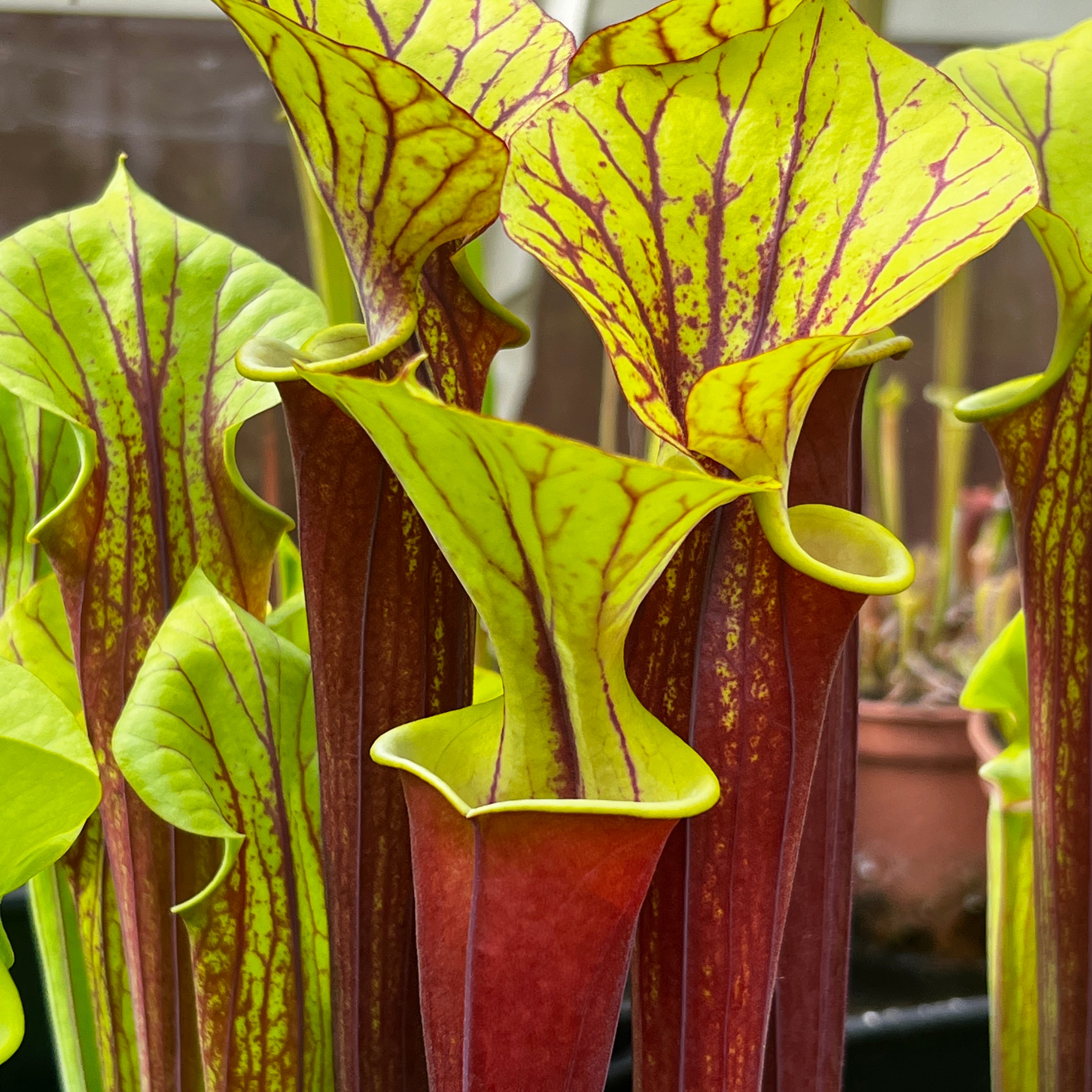 Sarracenia flava rubricorpora F25 (Apalachicola, FL) | Pitcher