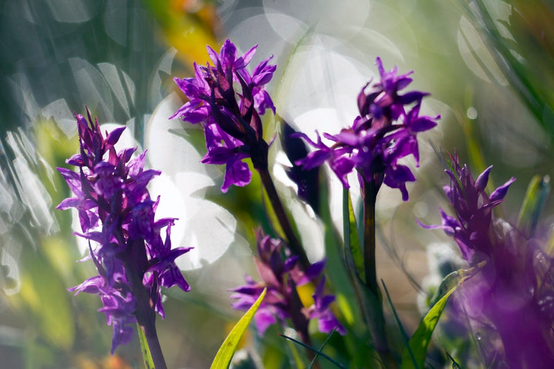 Dactylorhiza praetermissa (Southern Marsh Orchid)