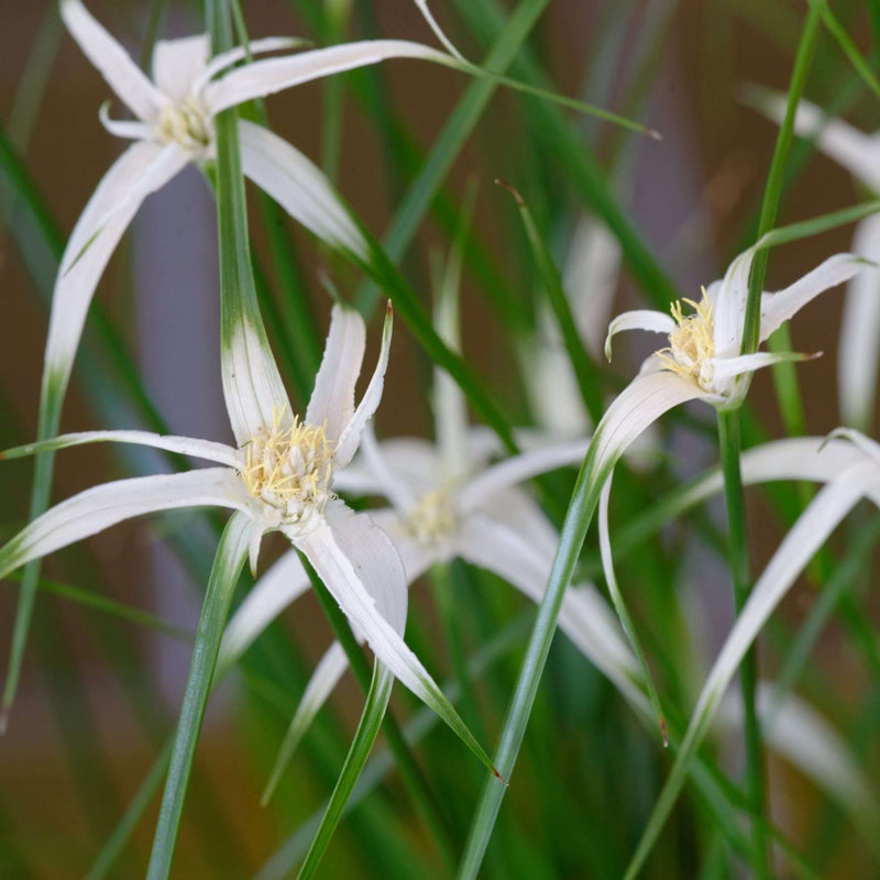 dichromena colorata star grass marginal pond plants mbp032