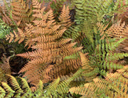 dryopteris erythrosora marginal pond plants bp033