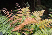 dryopteris erythrosora marginal pond plants bp033