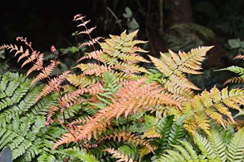 dryopteris erythrosora marginal pond plants bp033