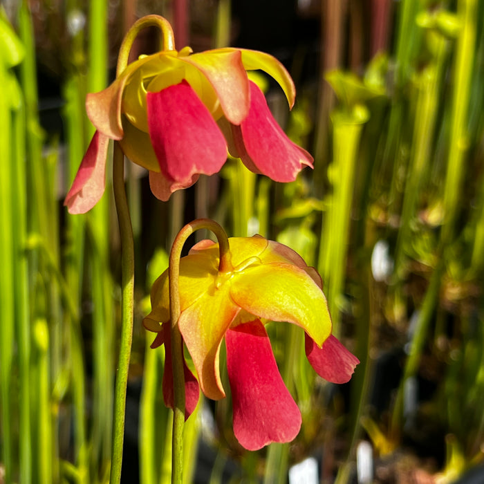 Sarracenia × formosa MK-H49E