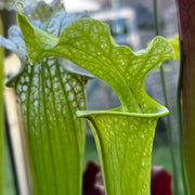 Sarracenia × moorei - Ian Salter MK-H135
