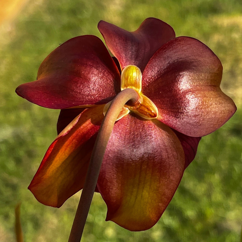 Sarracenia 'Joyce Cooper'