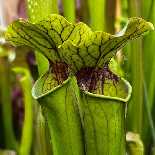 Sarracenia × moorei 'Joanna' X × exornata 'Peaches and Cream'