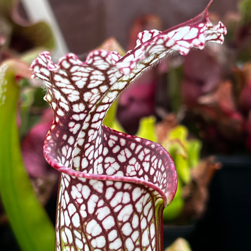 Sarracenia leucophylla - L3 Giant